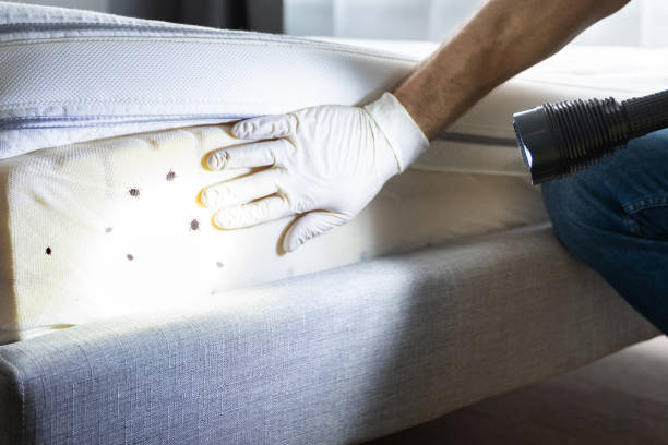 Best Pest Control for Homes  in Visalia, CA