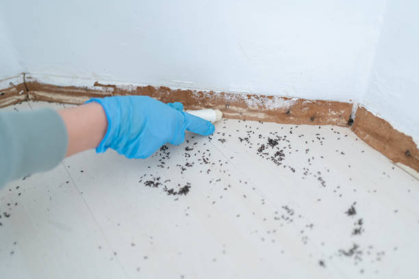 Best Affordable Pest Control Services  in Visalia, CA